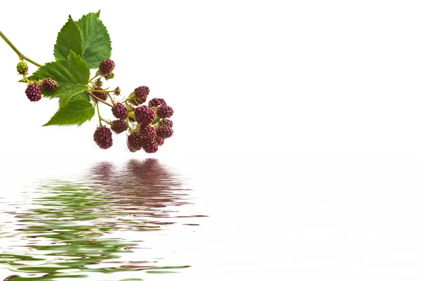 Sprig Ripe Blackberries Isolated White Background — Stock Photo, Image