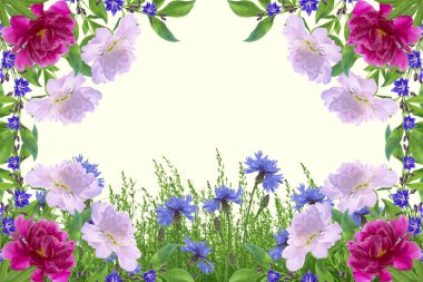 Tarla çiçeği mavi çiçekleri yaz manzarasının arka planında.