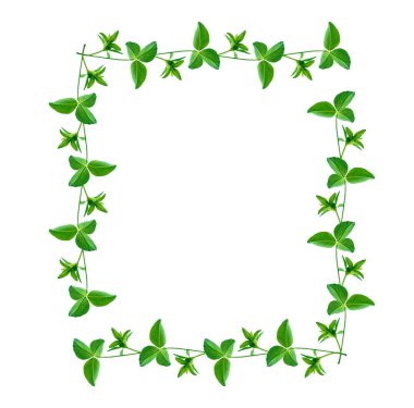 Yeşil yonca izole üzerinde beyaz arka plan bırakır. St.Patrick'ın gün