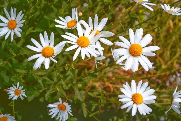 Sfocato Fiori Margherita Luminosi Bianchi Uno Sfondo Del Paesaggio Estivo — Foto Stock