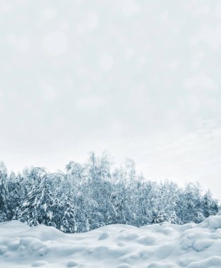 Karla kaplı ağaçlarla donuk kış ormanı.