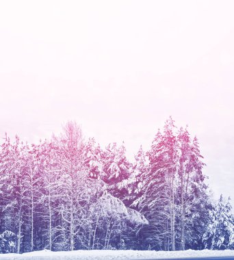 Bulanık. Karla kaplı ağaçlar donmuş kış ormanı.