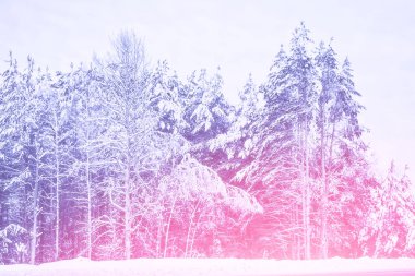 Bulanık. Karla kaplı ağaçlar donmuş kış ormanı.