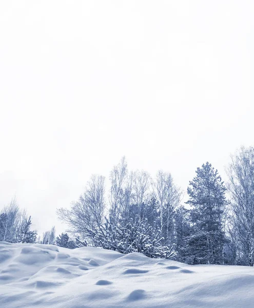 Bosque Invierno Congelado Con Árboles Cubiertos Nieve —  Fotos de Stock