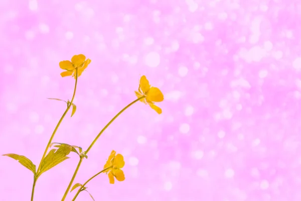 Fleurs Jaune Vif Buttercups Sur Fond Paysage Été — Photo