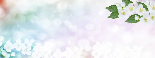 Valkoista Jasmiinia Oksa Herkkä Kevät Kukkia — kuvapankkivalokuva