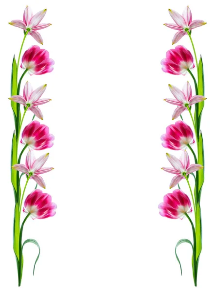 Våren Blommor Tulpaner Isolerade Vit Bakgrund — Stockfoto