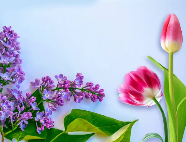 Яскраві Барвисті Квіти — стокове фото