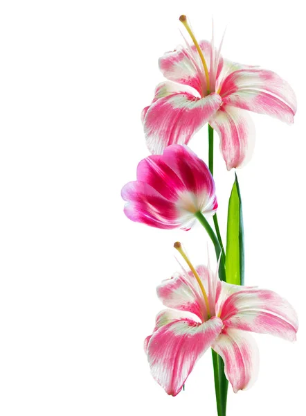 Fiori Primaverili Tulipani Isolati Sfondo Bianco — Foto Stock