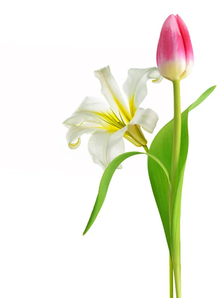 Fleurs Printanières Tulipes Isolées Sur Fond Blanc — Photo