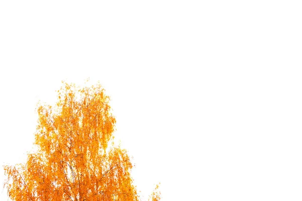 Heldere Kleurrijke Herfstbladeren Geïsoleerd Witte Achtergrond — Stockfoto
