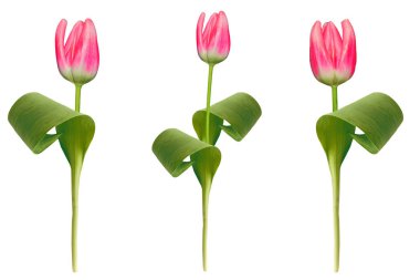 bahar çiçekleri beyaz arkaplanda izole laleler. 