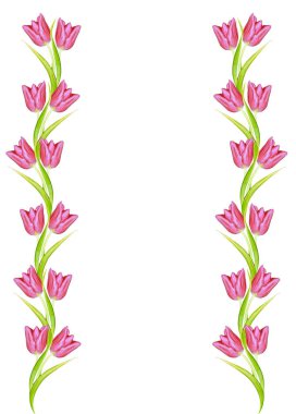 bahar çiçekleri beyaz arkaplanda izole laleler. 