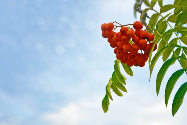 Höstlandskap Med Ljusa Färgglada Lämnar Indian Summer — Stockfoto