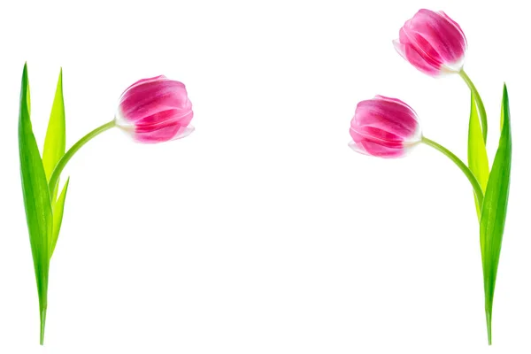 Jarní Květiny Tulipány Izolované Bílém Pozadí — Stock fotografie