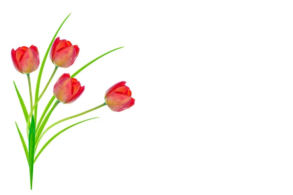 Fleurs Printanières Tulipes Isolées Sur Fond Blanc — Photo