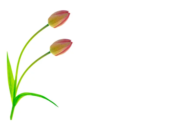 Spring Flowers Tulips Isolated White Background — Stock Photo, Image