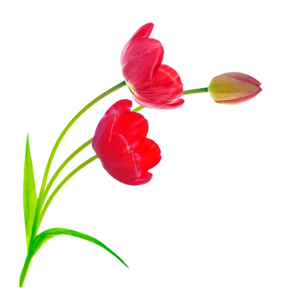 Tavaszi Virágok Tulipán Elszigetelt Fehér Háttér — Stock Fotó