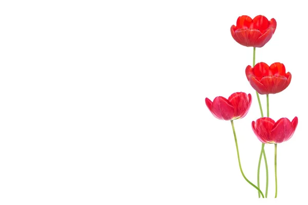 Fiori Primaverili Tulipani Isolati Sfondo Bianco — Foto Stock
