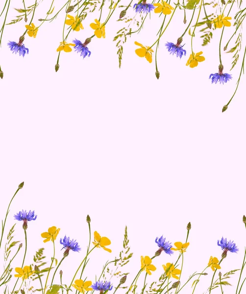 Wild Blomma Blåklint Isolerad Vit Bakgrund — Stockfoto