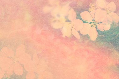 Çiçek açan kiraz dalı. Parlak renkli bahar çiçekleri. Güzel doğa sahnesi