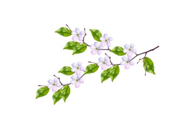 Beyaz arka planda izole edilmiş kiraz dalları. 