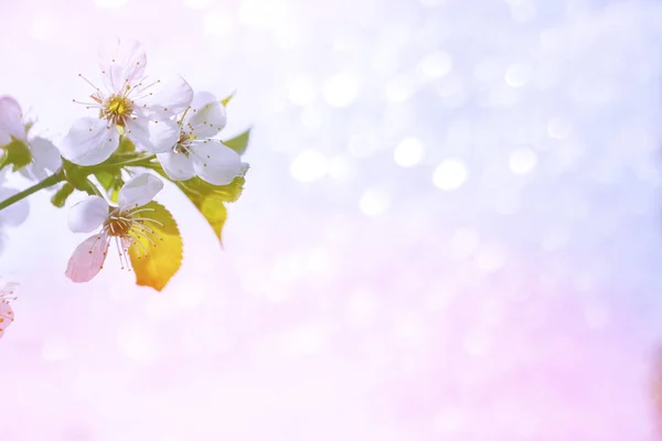 Kvetoucí Třešeň Větvi Jasné Barevné Jarní Květiny Krásná Přírodní Scéna — Stock fotografie