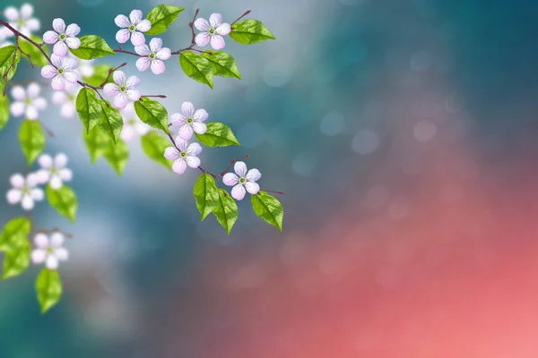 Blossoming Branch Cherry Bright Colorful Spring Flowers — Stock Photo, Image
