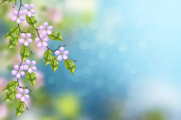 Blühender Astapfel Leuchtend Bunte Frühlingsblumen — Stockfoto