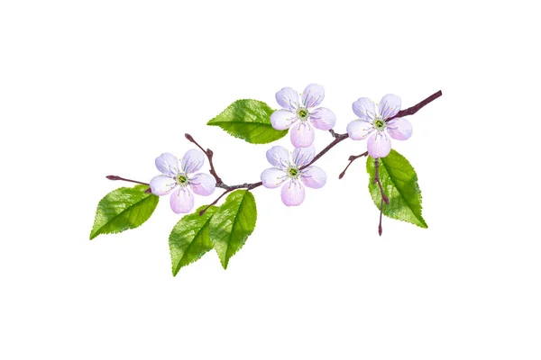 Flowering Branch Cherry Isolated White Background — Stock Photo, Image