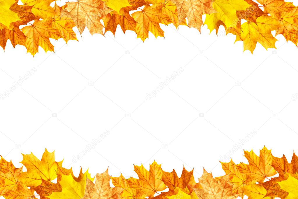 Bright autumn maple leaf on a white background.