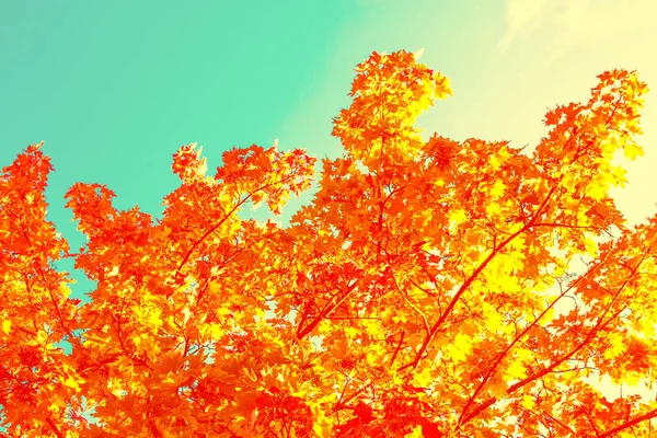 Herfst Landschap Met Heldere Kleurrijke Gebladerte Indian Summer Blad — Stockfoto