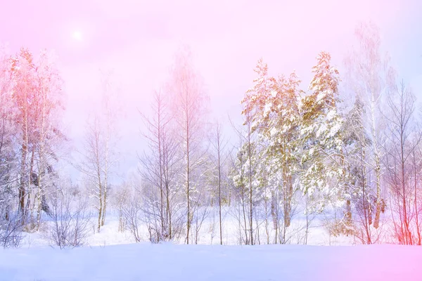 Blur Frozen Winter Wald Mit Schneebedeckten Bäumen — Stockfoto