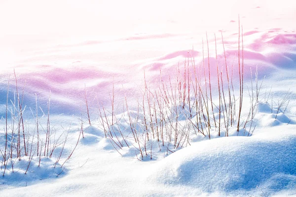 Herbe Gelée Dans Forêt Hiver Contexte Naturel — Photo