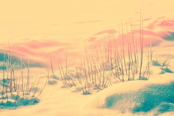 冬の森で冷凍草 自然の背景 — ストック写真