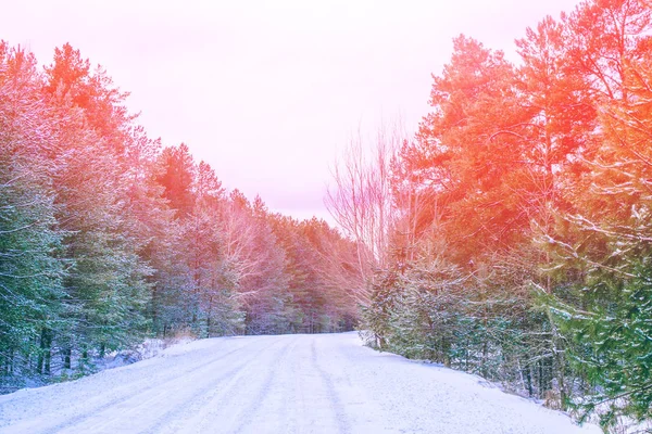Árboles Nieve Camino Bosque Invierno — Foto de Stock