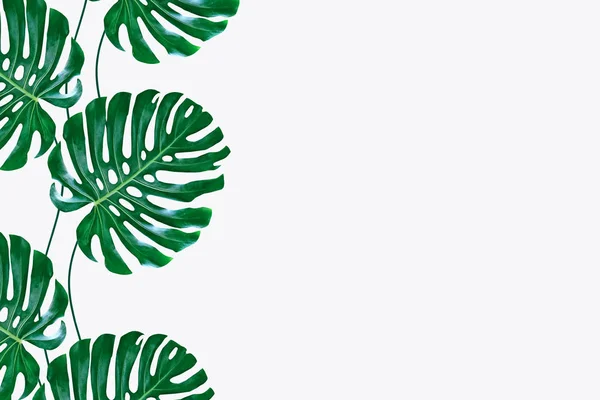 Зелений Лист Тропічної Квітки Монстра Ізольований Білому Тлі — стокове фото