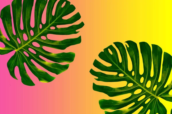 Tropical Exotic Monster Leaves Natural Floral Background — Stock Photo, Image