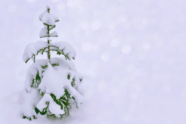 Bosque Invierno Congelado Con Árboles Cubiertos Nieve —  Fotos de Stock