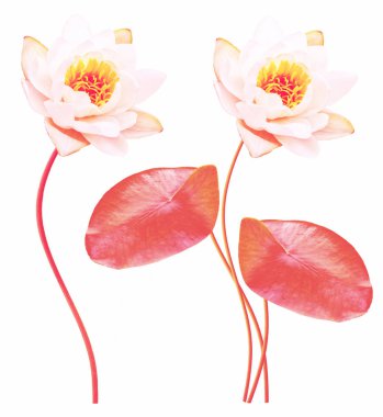 Çiçek nilüfer beyaz arka plan üzerinde izole.