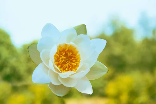 Blanco Brillante Colorido Flor Lirio Agua — Foto de Stock