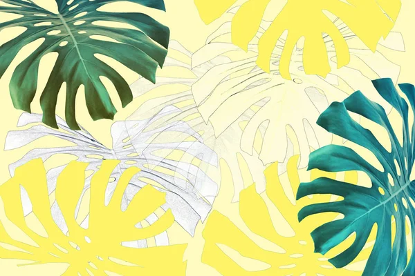 Tropisk Eksotiske Monsterblader Naturlig Blomsterbakgrunn – stockfoto