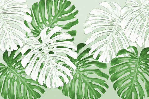 Tropische Exotische Monstera Bladeren Natuurlijke Bloemen Achtergrond — Stockfoto