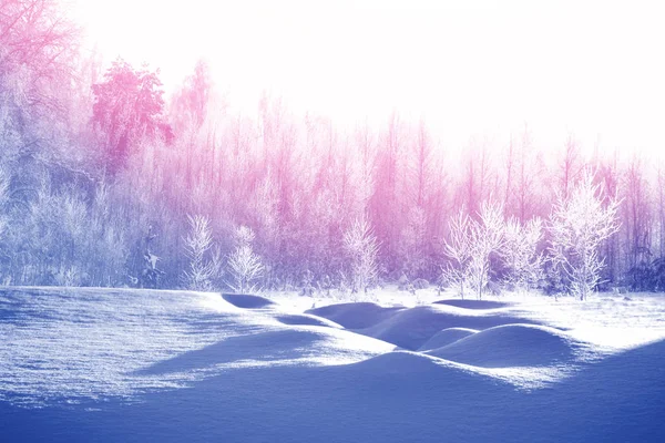 Покриті Blur Frozen Зимовий Ліс Снігом Дерева — стокове фото