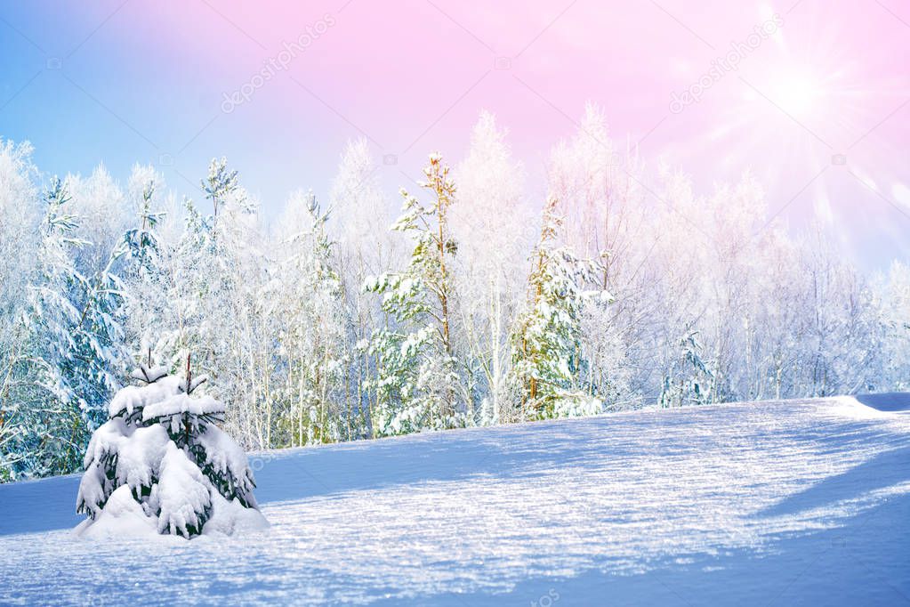 Blur.Frozen winter forest with snow covered trees.