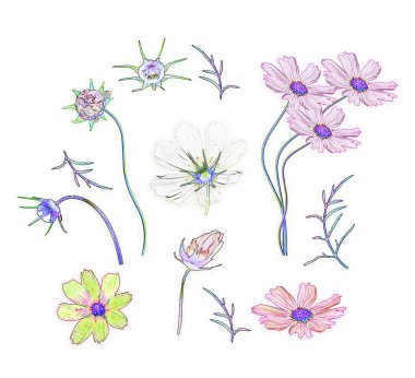 Kozmos çiçekleri beyaz arka plan üzerinde izole. Üstten Görünüm, düz yatıyordu. Kompozisyon.