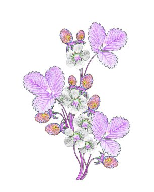 çiçekler çilek beyaz zemin üzerine fışkın