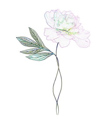 Beyaz arkaplanda izole edilmiş renkli parlak çiçek şakayığı.