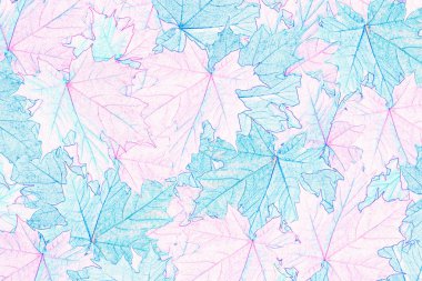 Sonbahar arka plan parlak renkli yaprakları.