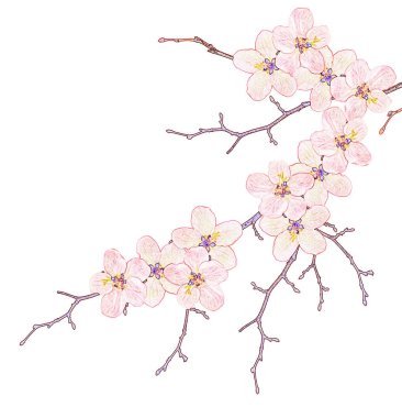 Çiçekli pembe bir arka plan üzerinde izole kiraz Şubesi. 